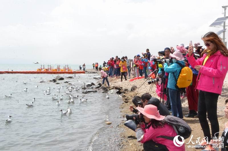 5月的夏天去哪里?青海湖的数万候鸟在等你