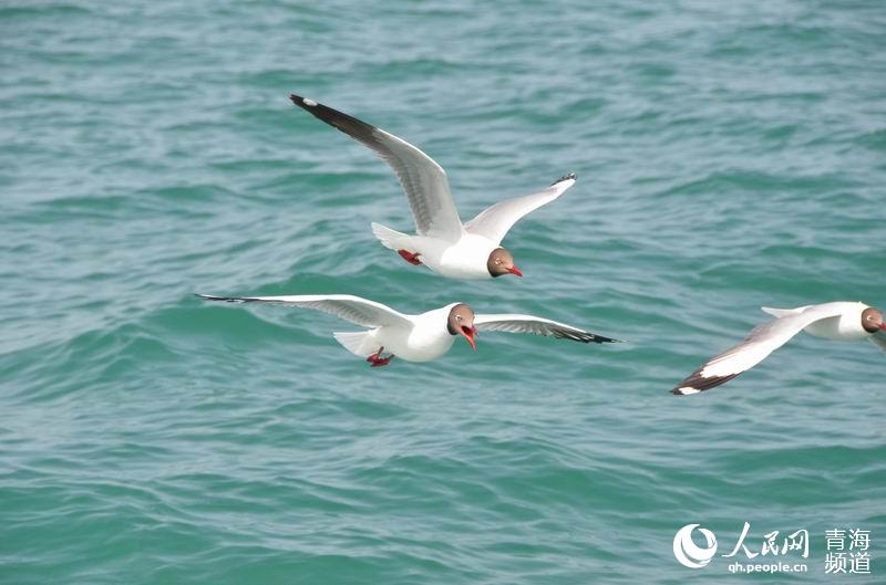 5月的夏天去哪里?青海湖的数万候鸟在等你