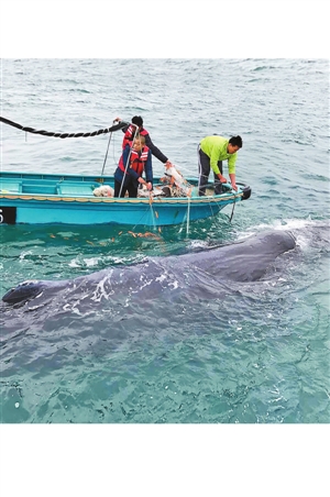 抹香鲸在深圳海域被渔网缠住 潜水员冒险助其脱险