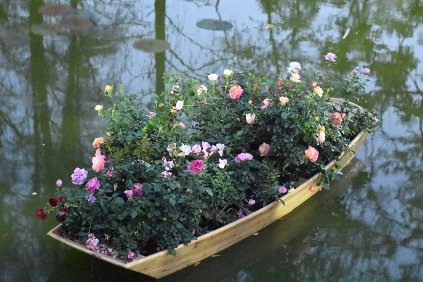 一艘小船滿載鮮花。曹歡慶攝