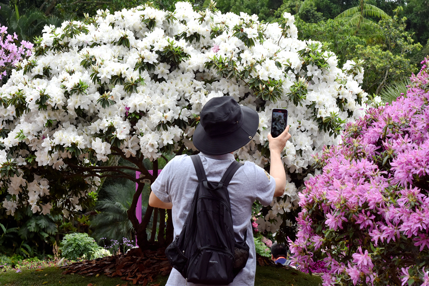 市民游客拍攝平戶杜鵑。曹歡慶攝