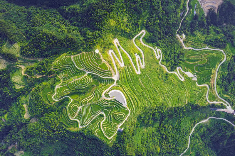 张家界莓茶核心产区航拍图。张家界市永定区委宣传部供图