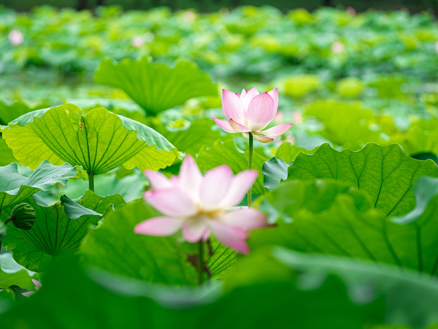 荷花綻放。人民網 王星攝