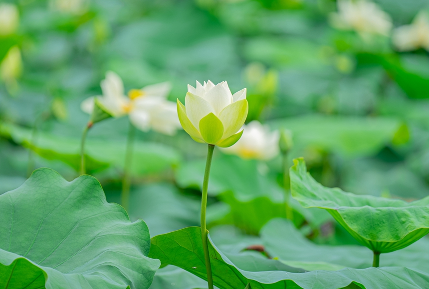 荷花绽放。人民网 王星摄