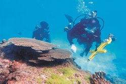 2023中國珊瑚普查廣東站在大鵬新區啟動            300潛水員海底查珊瑚。
