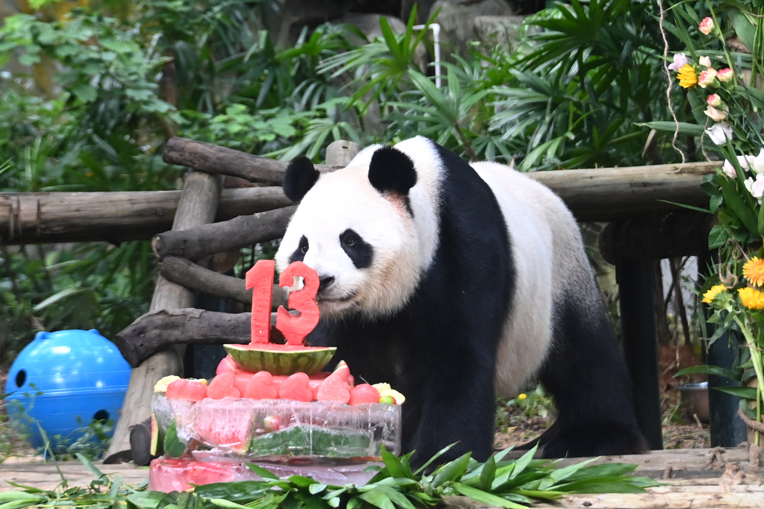 動物園飼養員送上“冰皮生日蛋糕”。李木生攝