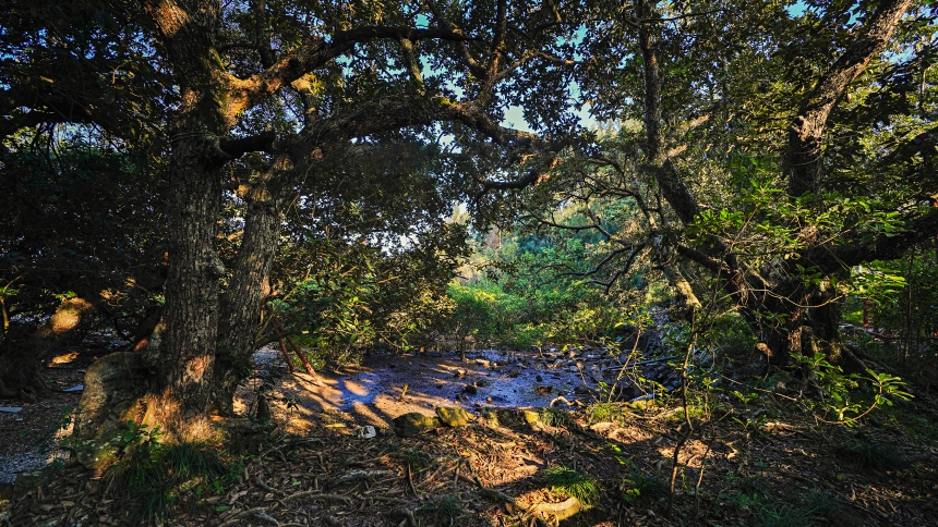 壩光古銀葉樹群入選全國“100個最美古樹群”。大鵬新區融媒體中心供圖