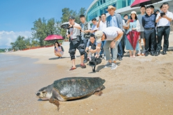 愛心放流 山海保育            海龜回到大海。
