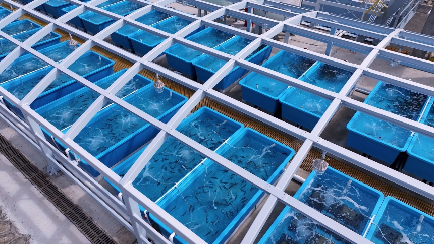 该项目试验期投放的鱼种已完全适应养殖水体环境。广东大鹏液化天然气有限公司供图