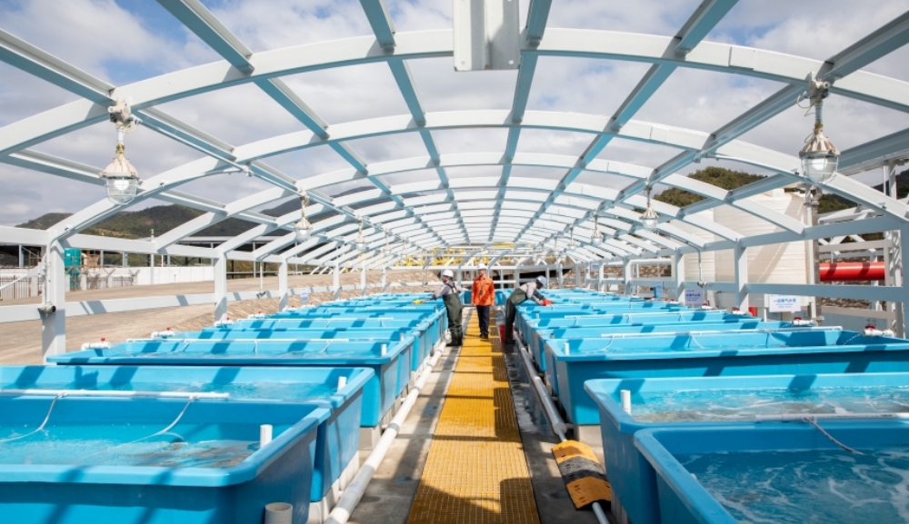 全國首個冷能養殖項目在深圳大鵬出魚