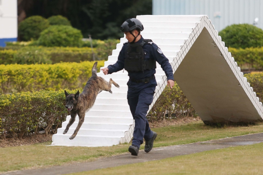 警犬在训导员带领下快速翻越障碍。深圳公安供图