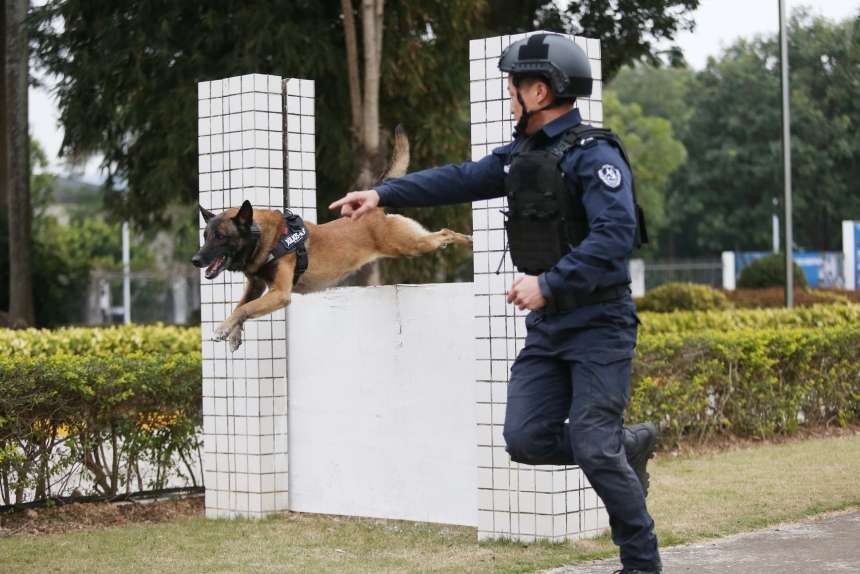 警犬翻越障碍表演。深圳公安供图