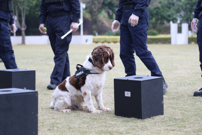 警犬进行箱包搜爆表演。深圳公安供图