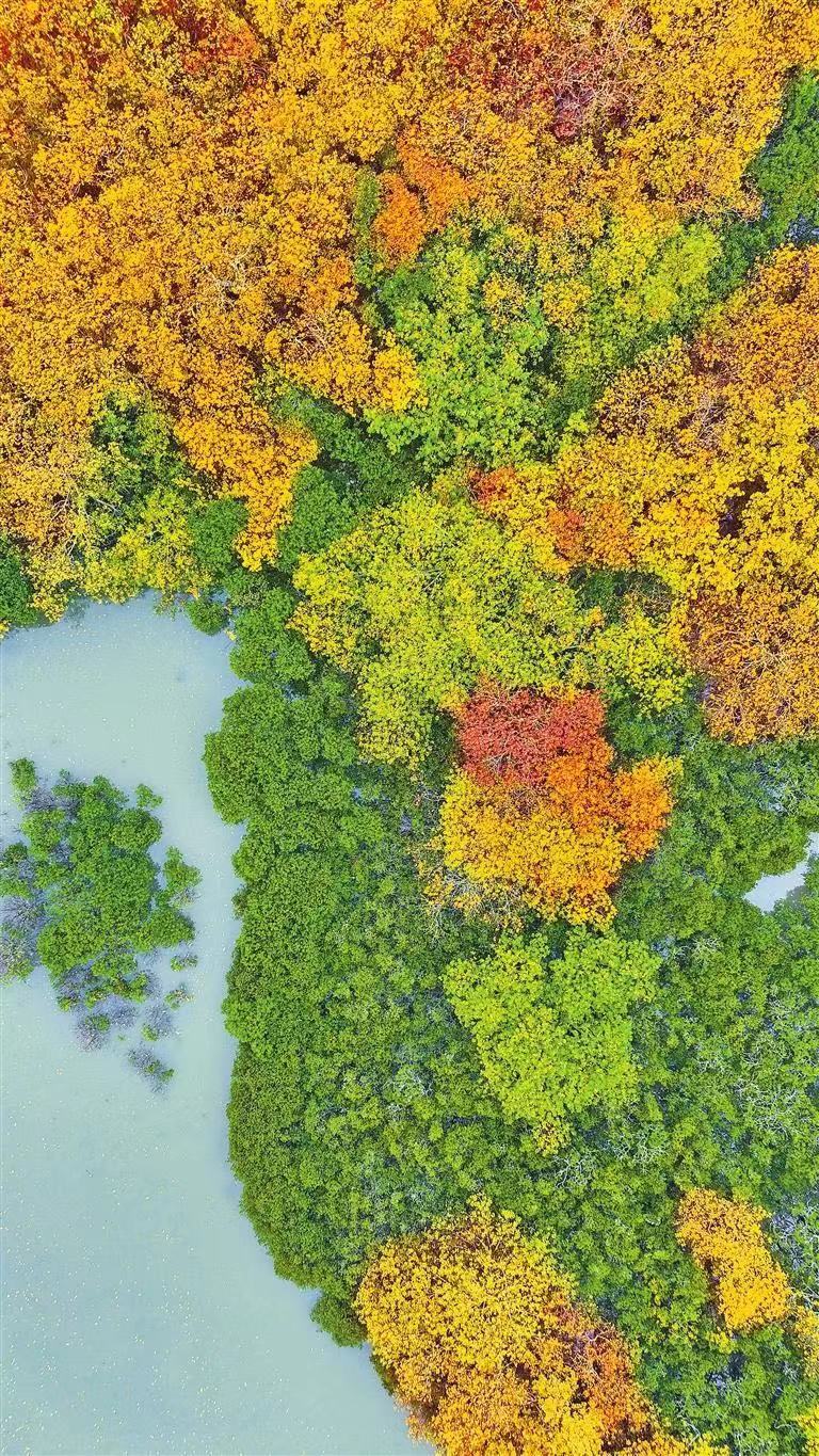 深圳东涌红树林进入一年一度“变色季”