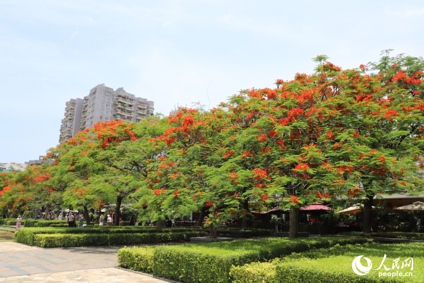 深圳街頭鳳凰花盛開。人民網 王星攝