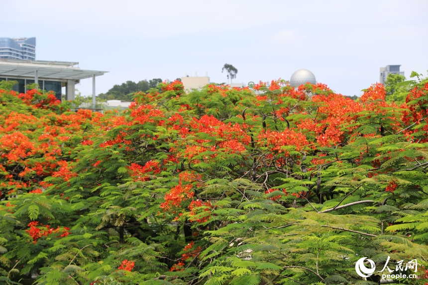 深圳鳳凰花盛開。人民網 王星攝