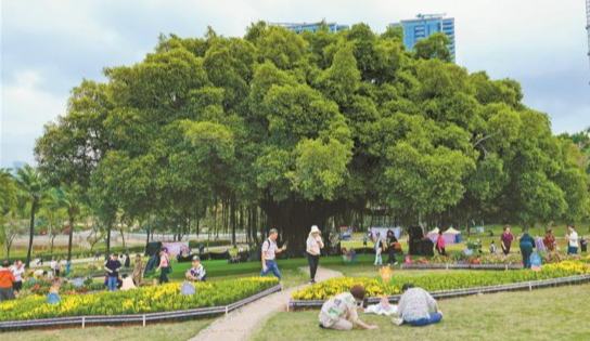 第一个公园已100岁！深圳加速打造全域公园城市