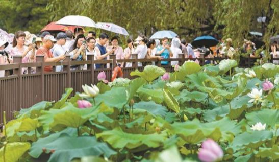 深圳洪湖公园“国际荷花派对”三天迎客六万