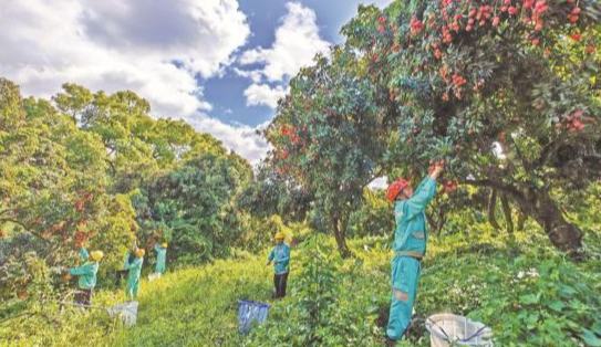 南方科技大学8万斤荔枝送师生