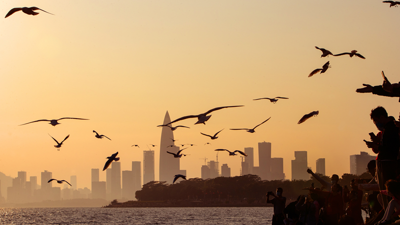 深圳湾候鸟