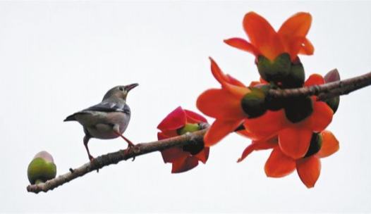 好治愈！深圳满屏鸟语花香