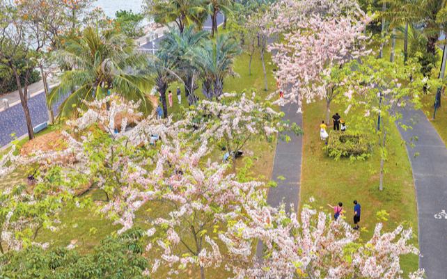 深圳灣公園花旗木迎來盛花期