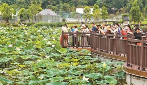 深圳洪湖公園：荷韻滿園