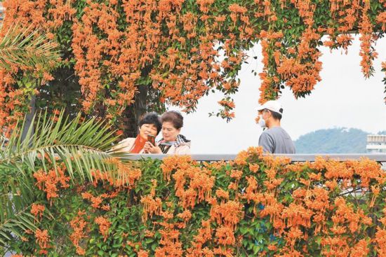 深圳公园迎炮仗花花期 灿烂盛开引市民拍照