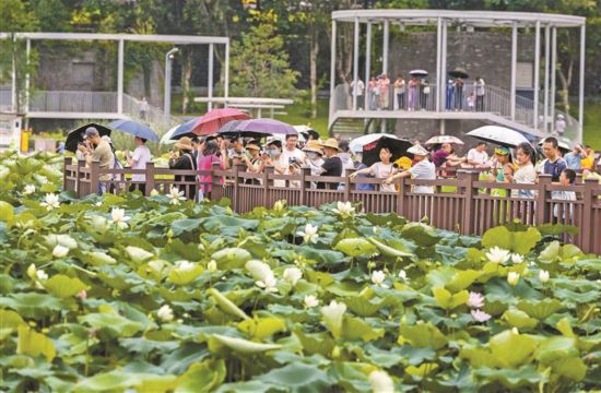 深圳洪湖公園荷風飄香