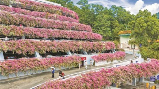深圳“網紅”停車場再現粉色瀑布花海