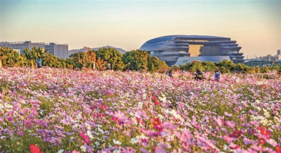 深圳光明：格桑花開映日紅