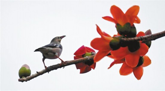 好治愈！深圳滿屏鳥語花香