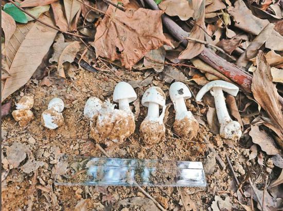 深圳連續報告兩起採食野生蘑菇中毒事件