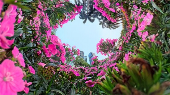 深圳：花漫三月天